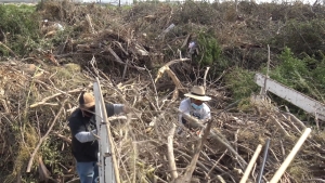VIDEO Buscan empresa para trituración de ramas y árboles; van más de 300 toneladas