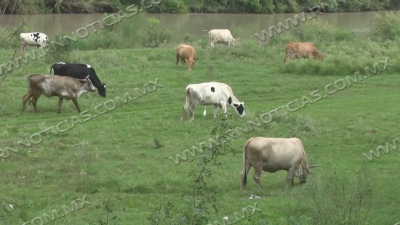 Exportación de ganado frenada por gusano barrenador, pero impulsa mercado nacional