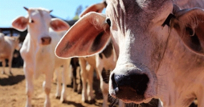 Se desplomó exportación de ganado por pérdida de estatus sanitario