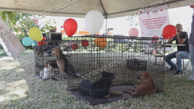 Realizan feria de adopci&oacute;n canina y felina municipal