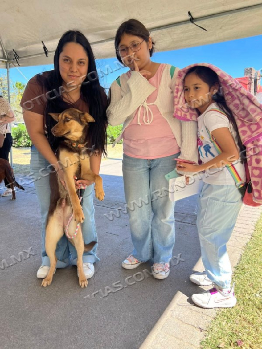 Gobierno Municipal Invita A La Feria De Adopción Canina Y Felina En La Plaza Zaragoza