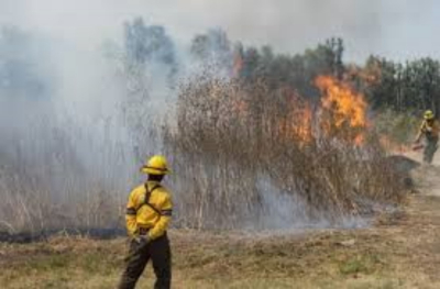 Incendio forestal ya quem&oacute; 55 hect&aacute;reas en G&uuml;&eacute;mez
