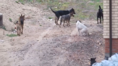 VIDEO Unión de grupos rescatistas y Gobierno municipal disminuyen sobrepoblación de perros