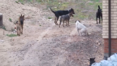 VIDEO Uni&oacute;n de grupos rescatistas y Gobierno municipal disminuyen sobrepoblaci&oacute;n de perros