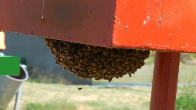 VIDEO Contin&uacute;an reportes de abejas en Nuevo Laredo