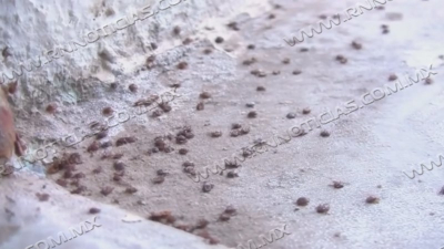 Aumenta proliferaci&oacute;n de garrapata por el calor ; Piden patios limpios