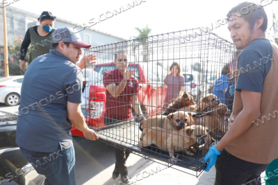 INICIA GOBIERNO MUNICIPAL CAMPA&Ntilde;A DE ESTERILIZACI&Oacute;N GRATUITA DE PERROS Y GATOS