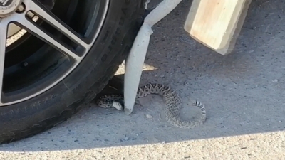 VIDEO Aumentan apariciones de v&iacute;bora de cascabel