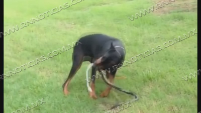 Piden cuidar a mascotas de picaduras de animales ponzo&ntilde;osos