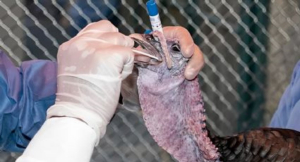 Aumentan casos de gripe aviar H5N1 en humanos tras muerte de una ni&ntilde;a
