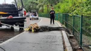 Cocodrilos y hurac&aacute;n ahuyentaron a turistas de Miramar