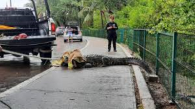 Cocodrilos y hurac&aacute;n ahuyentaron a turistas de Miramar