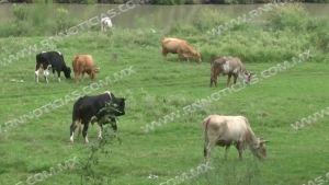 Canícula ha traído lluvias para ganaderos
