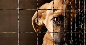 Endurecen multas hasta $40 mil por maltrato animal