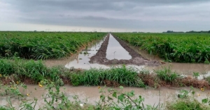 Por fin llovió; productores lo celebran