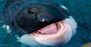 Orcas hunden otro barco en Gibraltar