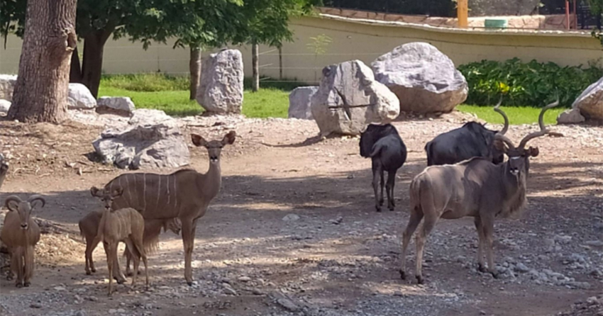 Desmiente Zoológico de Tamatán escape de animal salvaje