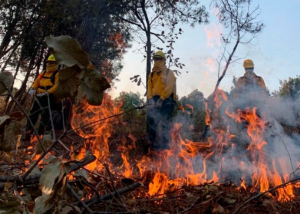 Hay m&aacute;s de mil 500 incendios forestales activos en M&eacute;xico