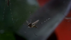 VIDOE Casos de dengue podr&iacute;an dispararse en Nuevo Laredo