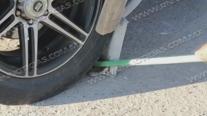 Bajan reportes por aparición de víboras en Nuevo Laredo