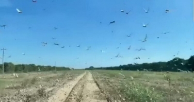 Alerta en el campo por llegada de langostas