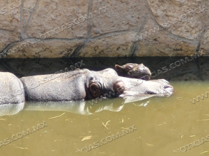Nace en zool&oacute;gico de Nuevo Laredo un Hipop&oacute;tamo y L&eacute;mur de Madagascar