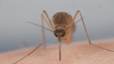 VIDEO Sur de Tamaulipas con alto &iacute;ndice de casos de dengue; Nuevo Laredo en riesgo por ser frontera