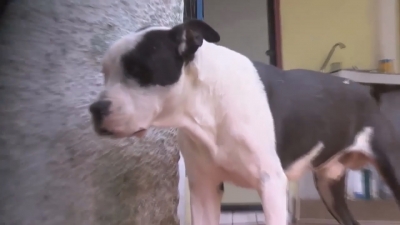 VIDEO Sector salud trabaja para la disminuci&oacute;n de ataques de perros