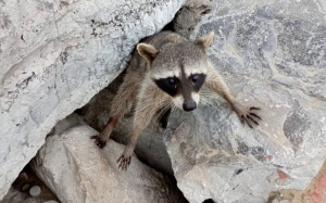 Mapaches de Playa Miramar tienen que ser reubicados