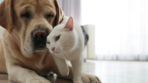 La Constituci&oacute;n defender&aacute; y reconocer&aacute; a los animales como seres sintientes