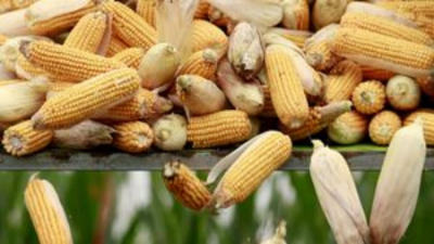 Comerciantes de Tampico preparan compra de ma&iacute;z desde Argentina y E.E.U.U.