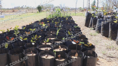 Cuidan medio ambiente con reforestaci&oacute;n de 120 &aacute;rboles en Nuevo Laredo