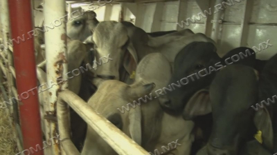 Exportaci&oacute;n de ganado sigue en 70 por ciento baja en Tamaulipas