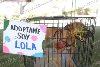 RESPONDEN CIUDADANOS A SEXTA FERIA DE ADOPCI&Oacute;N CANINA Y FELINA DEL GOBIERNO MUNICIPAL