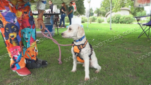Uni&oacute;n de grupos rescatistas y Gobierno municipal disminuyen sobrepoblaci&oacute;n de perros