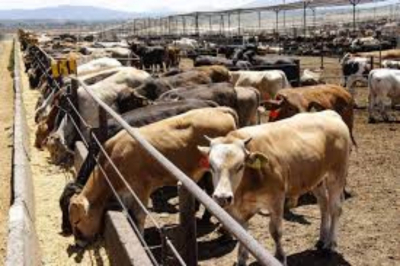 Tamaulipas controla brotes de tuberculosis en ganado: UGRT