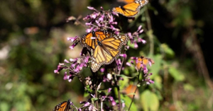 Presencia de mariposas monarca en M&eacute;xico crece 99%