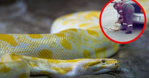 Mujer descubre enorme serpiente saliendo de su auto en Nuevo Le&oacute;n
