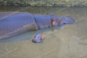 NACE EN EL ZOOL&Oacute;GICO DE NUEVO LAREDO CR&Iacute;A DE HIPOP&Oacute;TAMO