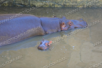 NACE EN EL ZOOL&Oacute;GICO DE NUEVO LAREDO CR&Iacute;A DE HIPOP&Oacute;TAMO