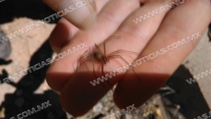 Piden extremar cuidado ante araña violinista