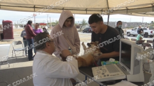 Gobierno municipal hará campaña de esterilización canina y felina