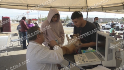Gobierno municipal har&aacute; campa&ntilde;a de esterilizaci&oacute;n canina y felina