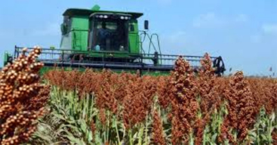 Esta semana liberar&iacute;an los recursos para apoyar a sorgueros tamaulipecos