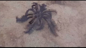 Captan inquietante criatura que apareci&oacute; en costas de Tailandia