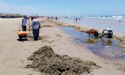 Intensifican tareas para retirar lirio en Miramar
