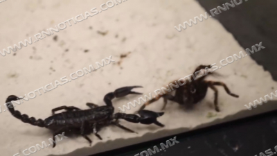 Est&aacute; por aumentar aparici&oacute;n de animales ponzo&ntilde;osos
