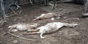 Hallan muertos a borregos en Hidalgo; sospechan de gorila