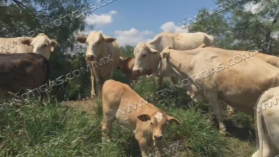 Exportaci&oacute;n de ganado sigue en 70 por ciento baja en Tamaulipas