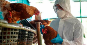 En Tamaulipas no hay alerta sanitaria por gripe aviar